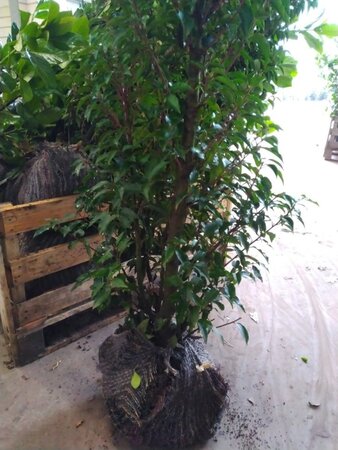 Prunus lusitanica 'Angustifolia' 100-125 cm met kluit - afbeelding 4