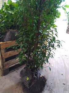 Prunus lusitanica 'Angustifolia' 100-125 cm met kluit - afbeelding 4