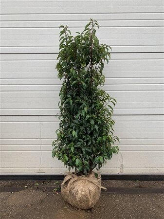 Prunus lusitanica 'Angustifolia' 100-125 cm met kluit - afbeelding 7