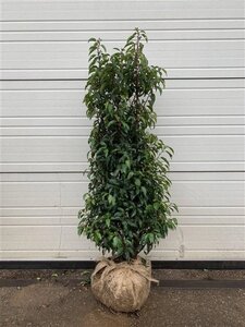 Prunus lusitanica 'Angustifolia' 100-125 cm met kluit - afbeelding 7