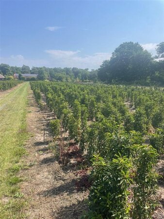 Prunus lusitanica 'Angustifolia' 100-125 cm met kluit - afbeelding 10