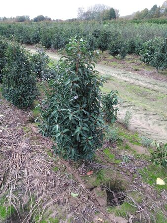Prunus lusitanica 'Angustifolia' 100-125 cm met kluit - afbeelding 8