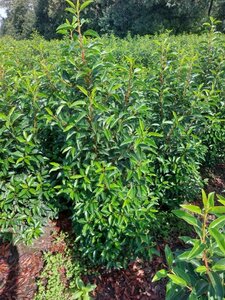 Prunus lusitanica 'Angustifolia' 100-125 cm met kluit - afbeelding 3