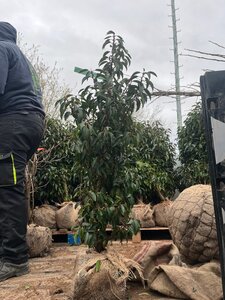 Prunus lusitanica 'Angustifolia' 100-125 cm met kluit - afbeelding 5