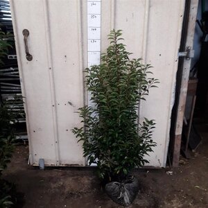 Prunus lusitanica 'Angustifolia' 100-125 cm met kluit - afbeelding 4