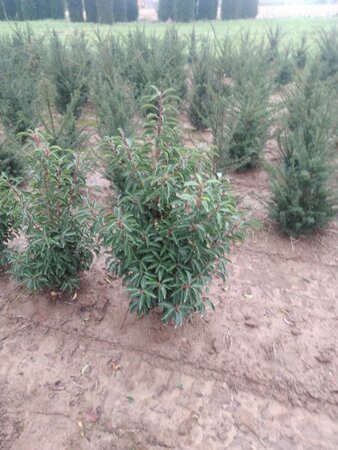 Prunus lusitanica 'Angustifolia' 100-125 cm met kluit - afbeelding 9