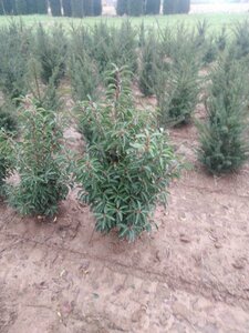 Prunus lusitanica 'Angustifolia' 100-125 cm met kluit - afbeelding 9