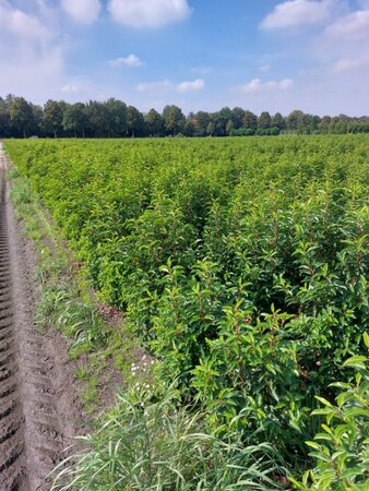 Prunus lusitanica 'Angustifolia' 100-125 cm met kluit - afbeelding 2