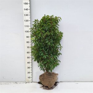 Prunus lusitanica 'Angustifolia' 100-125 cm met kluit - afbeelding 2