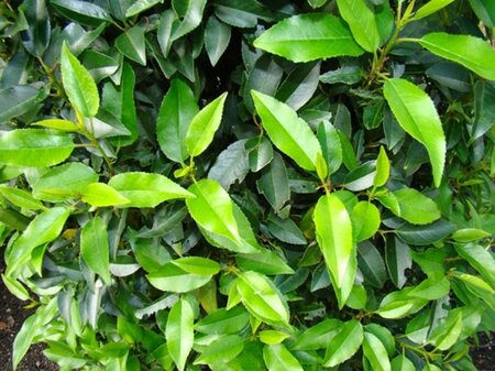 Prunus lusitanica 'Angustifolia' 100-125 cm met kluit - afbeelding 12