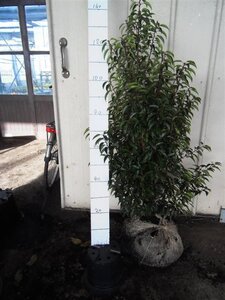 Prunus lusitanica 'Angustifolia' 100-125 cm met kluit - afbeelding 5