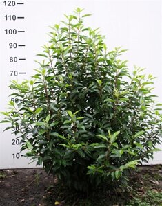 Prunus lusitanica 'Angustifolia' 100-125 cm RB - image 6