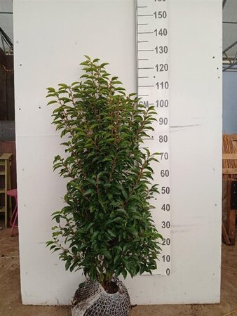 Prunus lusitanica 'Angustifolia' 100-125 cm RB - image 19