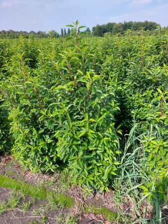 Prunus lusitanica 'Angustifolia' 100-125 cm RB - image 8