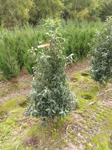 Prunus lusitanica 'Angustifolia' 125-150 cm met kluit - afbeelding 17
