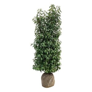 Prunus lusitanica 'Angustifolia' 125-150 cm met kluit - afbeelding 8