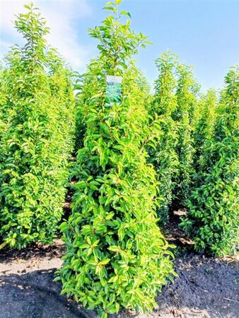 Prunus lusitanica 'Angustifolia' 125-150 cm met kluit - afbeelding 20