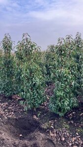 Prunus lusitanica 'Angustifolia' 125-150 cm met kluit - afbeelding 7