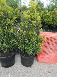 Prunus lusitanica 'Angustifolia' 125-150 cm met kluit - afbeelding 10