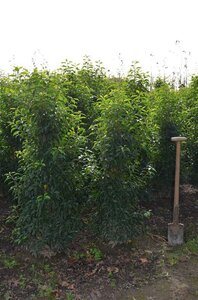 Prunus lusitanica 'Angustifolia' 125-150 cm met kluit - afbeelding 6