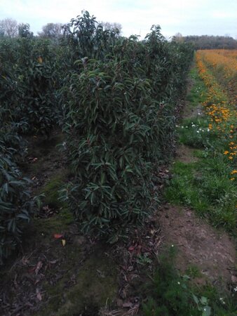 Prunus lusitanica 'Angustifolia' 125-150 cm met kluit - afbeelding 18