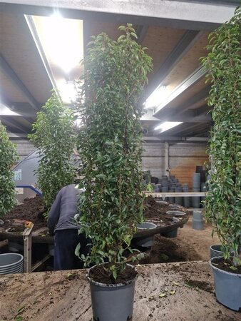 Prunus lusitanica 'Angustifolia' 125-150 cm met kluit - afbeelding 5