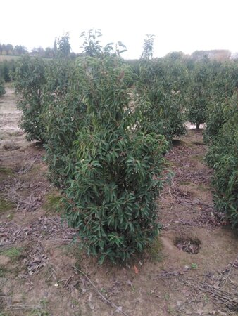 Prunus lusitanica 'Angustifolia' 125-150 cm met kluit - afbeelding 15