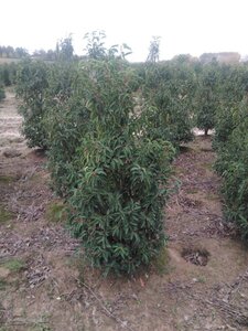 Prunus lusitanica 'Angustifolia' 125-150 cm met kluit - afbeelding 15