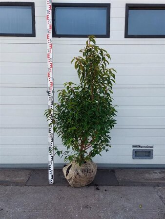 Prunus lusitanica 'Angustifolia' 125-150 cm met kluit - afbeelding 6
