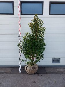 Prunus lusitanica 'Angustifolia' 125-150 cm met kluit - afbeelding 6