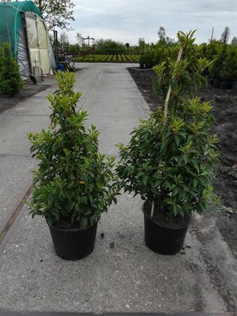 Prunus lusitanica 'Angustifolia' 125-150 cm met kluit - afbeelding 2