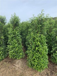 Prunus lusitanica 'Angustifolia' 125-150 cm met kluit - afbeelding 18