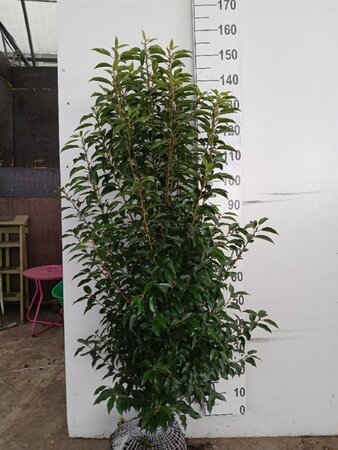 Prunus lusitanica 'Angustifolia' 125-150 cm met kluit - afbeelding 19
