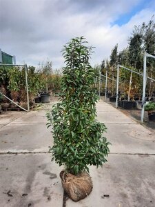 Prunus lusitanica 'Angustifolia' 125-150 cm met kluit - afbeelding 16