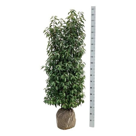 Prunus lusitanica 'Angustifolia' 125-150 cm met kluit - afbeelding 9