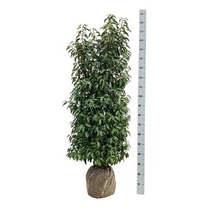 Prunus lusitanica 'Angustifolia' 125-150 cm met kluit - afbeelding 9