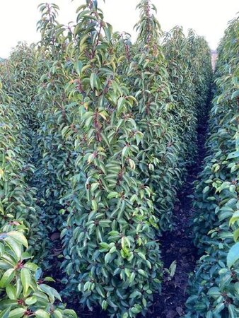 Prunus lusitanica 'Angustifolia' 150-175 cm met kluit - afbeelding 9