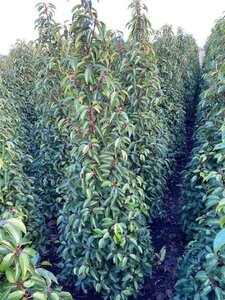 Prunus lusitanica 'Angustifolia' 150-175 cm met kluit - afbeelding 9