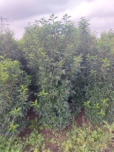 Prunus lusitanica 'Angustifolia' 150-175 cm met kluit - afbeelding 11