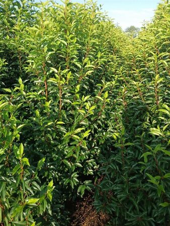 Prunus lusitanica 'Angustifolia' 150-175 cm met kluit - afbeelding 19