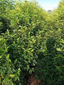Prunus lusitanica 'Angustifolia' 150-175 cm met kluit - afbeelding 19