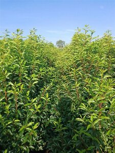 Prunus lusitanica 'Angustifolia' 150-175 cm met kluit - afbeelding 20