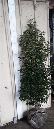 Prunus lusitanica 'Angustifolia' 150-175 cm met kluit - afbeelding 4