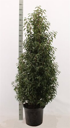 Prunus lusitanica 'Angustifolia' 150-175 cm met kluit - afbeelding 21