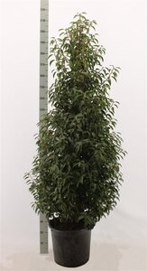 Prunus lusitanica 'Angustifolia' 150-175 cm met kluit - afbeelding 21