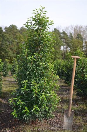 Prunus lusitanica 'Angustifolia' 150-175 cm met kluit - afbeelding 6