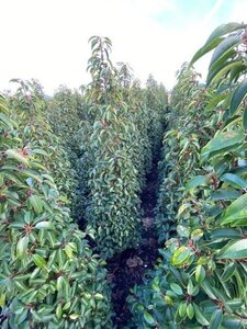 Prunus lusitanica 'Angustifolia' 150-175 cm met kluit - afbeelding 10