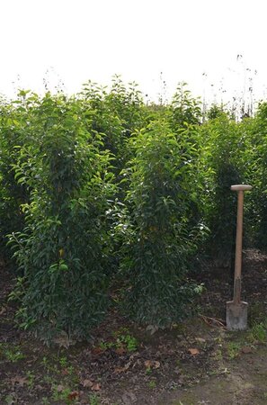 Prunus lusitanica 'Angustifolia' 150-175 cm met kluit - afbeelding 7