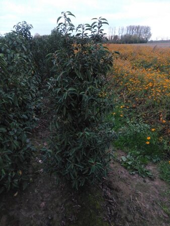 Prunus lusitanica 'Angustifolia' 150-175 cm met kluit - afbeelding 12