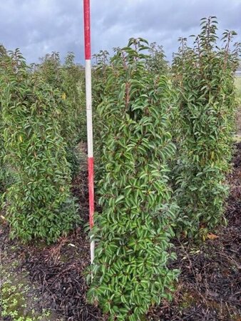 Prunus lusitanica 'Angustifolia' 150-175 cm met kluit - afbeelding 16